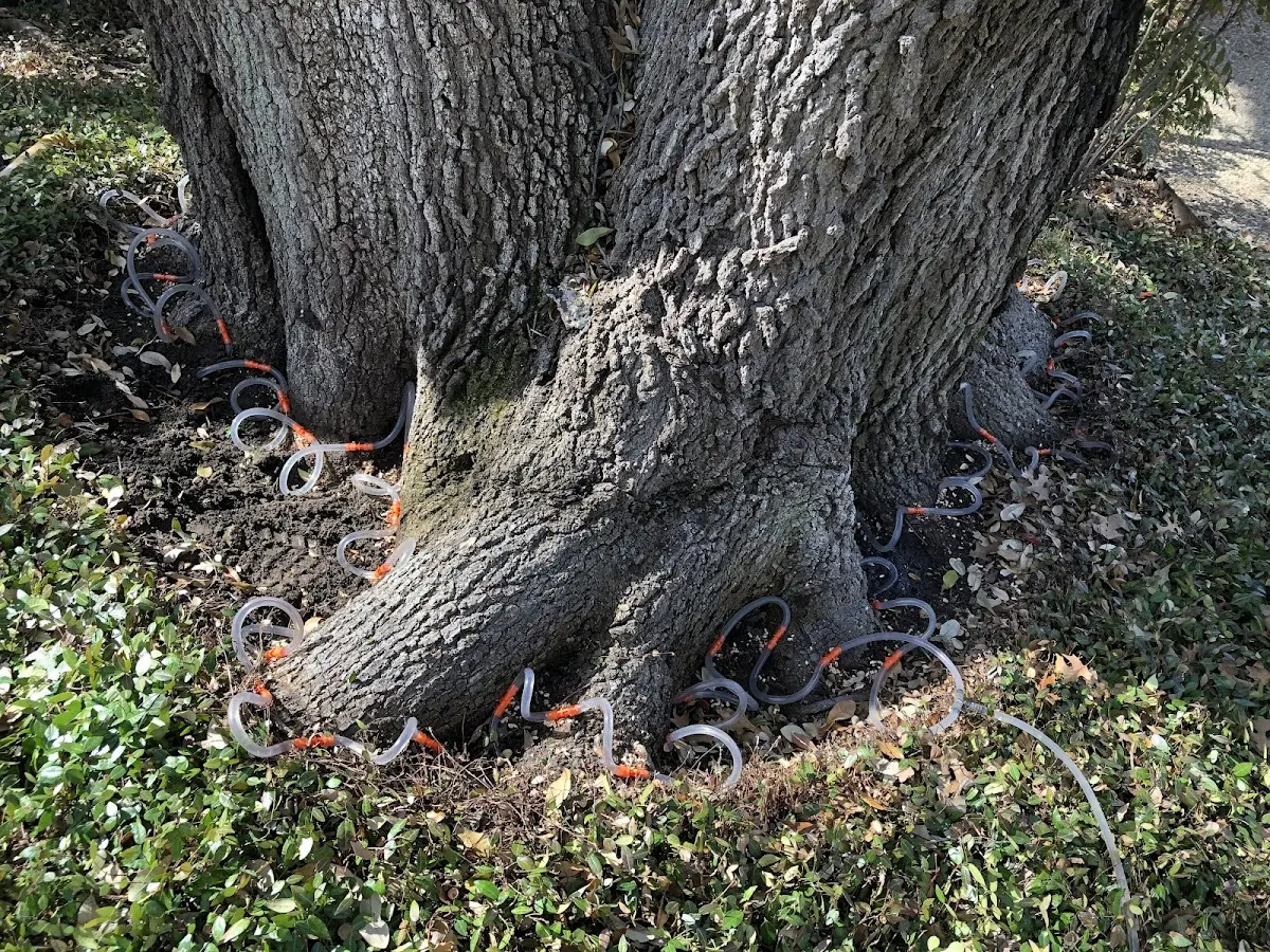 Detailed Tree Cabling and Bracing job site in Boggstown